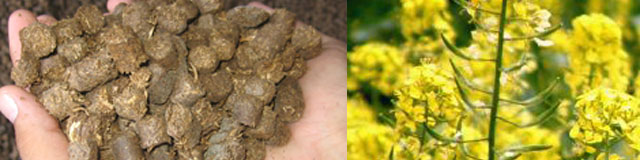 کنجاله کلزا - Rapeseed meal