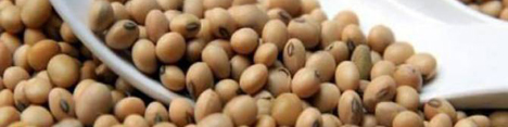 کاهش تقاضای ایران قیمت روغن سویای هند را به حداقل رساند