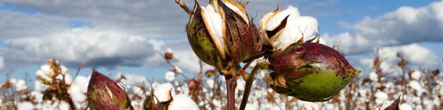 واگذاری پنجمین رقم پنبه تحقیقاتی به بخش خصوصی