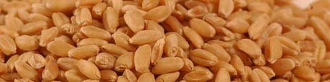 واردات گندم آلوده توسط بخش خصوصی، صحت ندارد