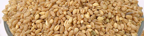 کاهش قیمت پایه جو دامی خوزستان در بورس کالا