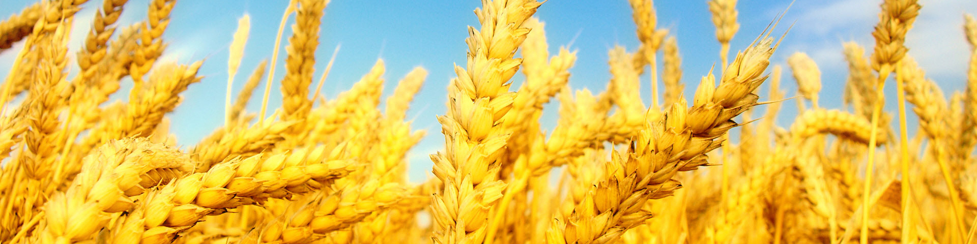 خریدافزون بریک میلیون و 200 هزارتن گندم درگلستان/ پرداخت بهای 60درصد