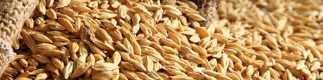 منابع خرید تضمینی گندم در اختیار بانک سامان قرار نگرفته است