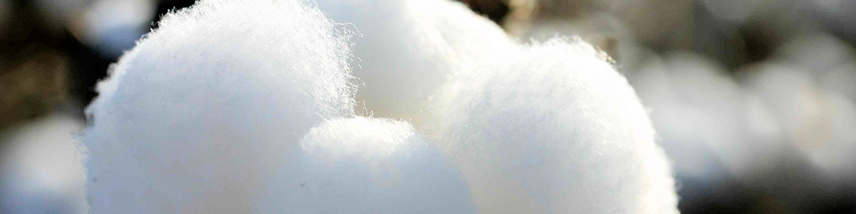 پنبه ایران در آستانه نابودی کامل