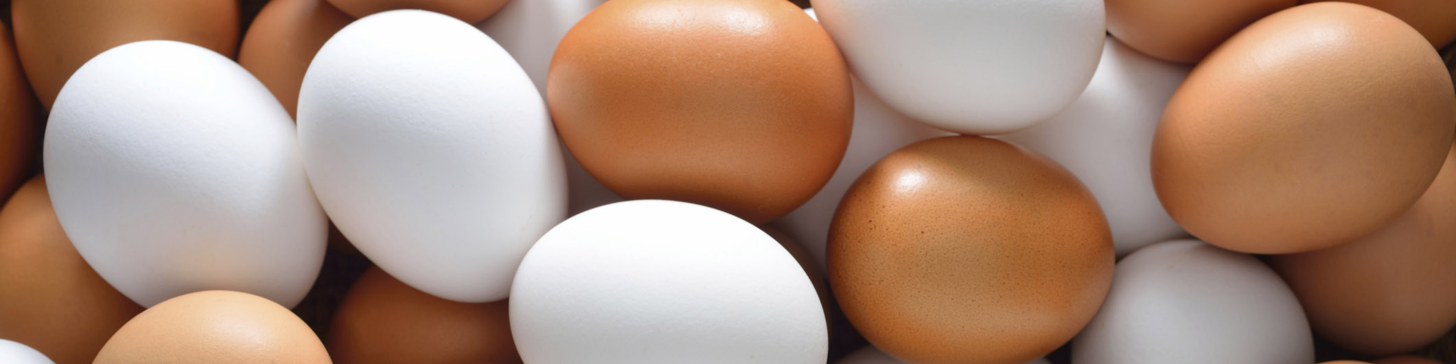 افزایش کیفیت و صادرات، رویکرد جهادکشاورزی در تولید تخم مرغ است