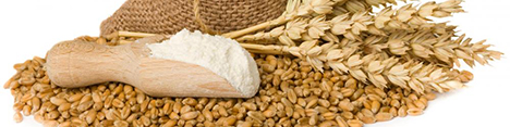 صادرات نشاسته گندم به سوئد