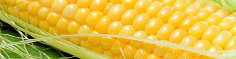 عرضه ذرت دانه‌ای داخلی در قالب معاملات پیوسته گواهی سپرده کالایی