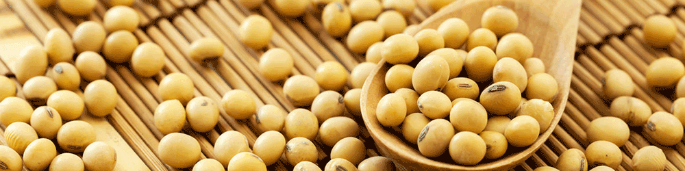 امتیاز تولید بذر سویا رقم کتول به بخش خصوصی واگذار شد