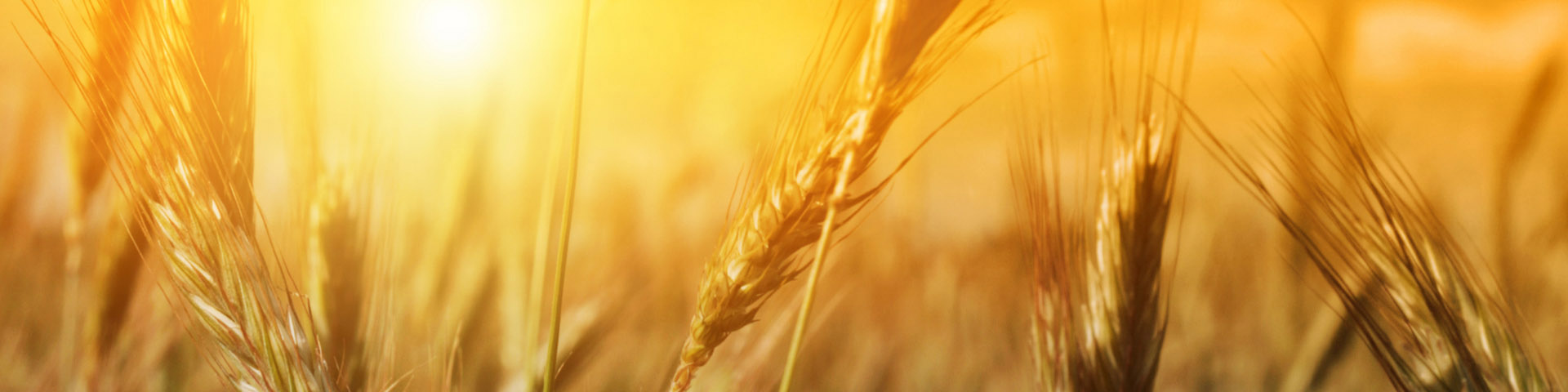 چالش‌های خروج از مکانیزم قیمت گذاری دستوری محصولات کشاورزی