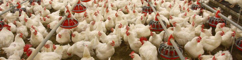 نرخ جدید مرغ و انواع مشتقات آن/کاهش جزئی قیمت در بازار