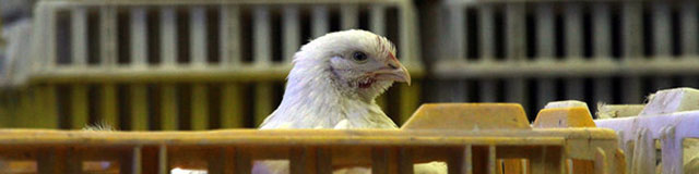 یکه تازی جوجه یکروزه ادامه دارد/صادرات مرغ از نفس افتاد