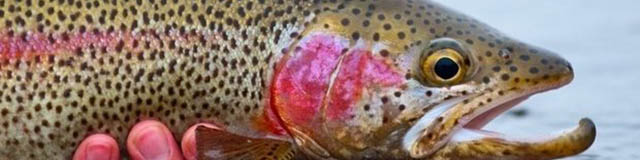 نرخ جدید انواع ماهی در بازار اعلام شد