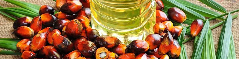 کاهش یک میلیون تُنی واردات روغن پالم در چهار سال گذشته