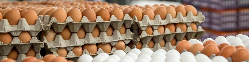 عرضه تخم مرغ با قیمت 11800 تومان در میادین شهرداری/ تخم‌مرغ گران نیست