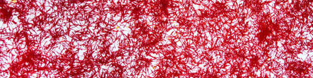 جولان زعفران‌های تقلبی در بازار/ از گوشت گاو تا عسل و چربی