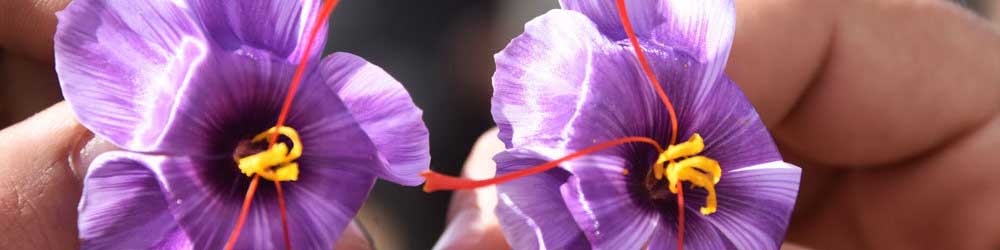 نرخ طلای سرخ در بازار  ثابت است