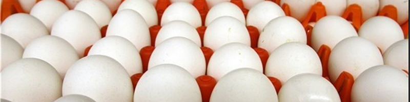 قیمت منطقی هر دانه تخم‌مرغ  ۵۰۰ تومان است