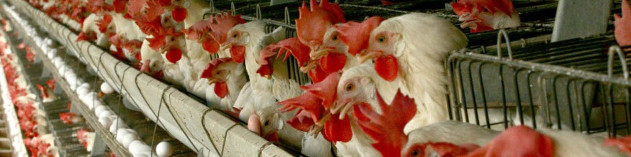 کنفرانس جهانی آنفلوآنزای پرندگان راهگشای صنعت طیور