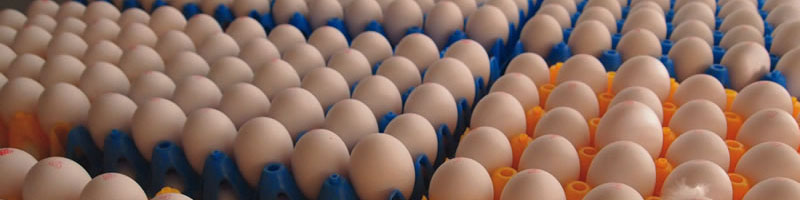 هشدار به مرغداران برای استفاده از کارتن‌ها و شانه‌های مستعمل تخم‌مرغ