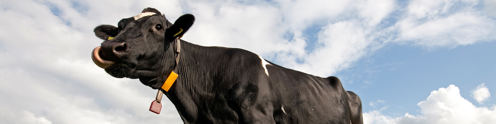 صادرات دام زنده مولد آزاد است