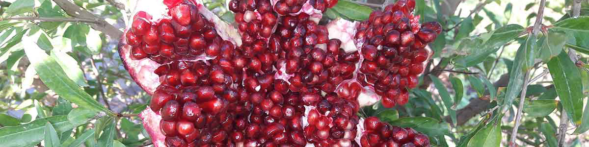 چشمک یاقوت سرخ ساوه به بازارهای اروپایی