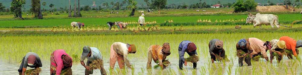 ایران در تولید برنج خودکفا شد