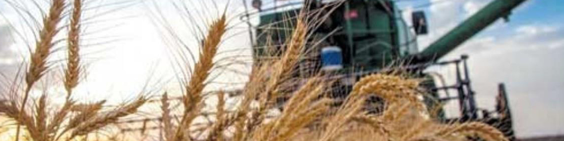 واردات گندم یا افزایش نرخ تضمینی؟ / کاهش ۲۰ درصدی سطح زیر کشت گندم در راه است