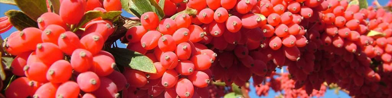 یاقوت سرخ در ترازوی قیمت‌گذاری