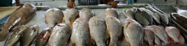 بازار رشت در قرق ماهیان پرورشی