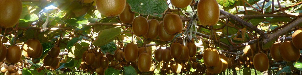 افزایش تقاضای هند و روسیه برای کیوی مازندران