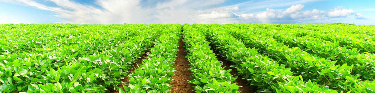 الگوی حمایت از بخش کشاورزی