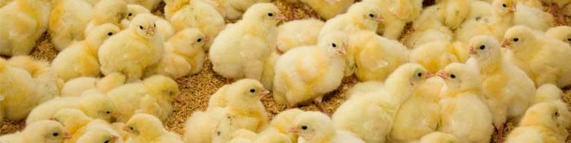 بیانیه مشترک تشکل‌های دام و طیور درباره مشکلات جاری