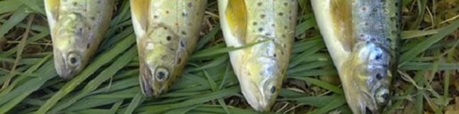 مردم بدلیل کرونا نگران مصرف محصولات شیلاتی نباشند