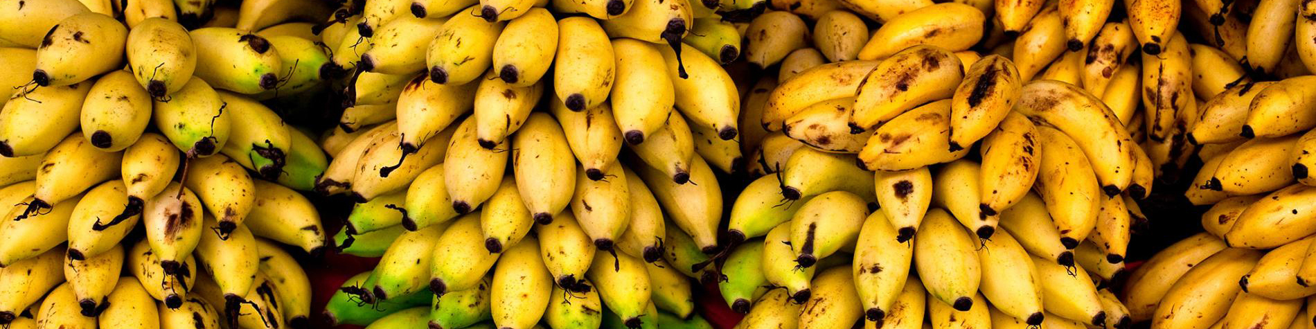 توقف ثبت سفارش موز/ واردات بیش از ۱۱۳ میلیون دلاری موز در ۴ ماه