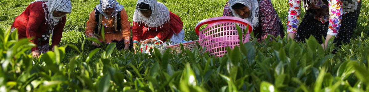 ۱۰ درصد مطالبات چایکاران هنوز پرداخت نشده است