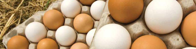 تخم‌مرغ چندنرخی شد!/ هر شانه تخم‌مرغ ۲۵ یا ۳۵ هزار تومان؟!