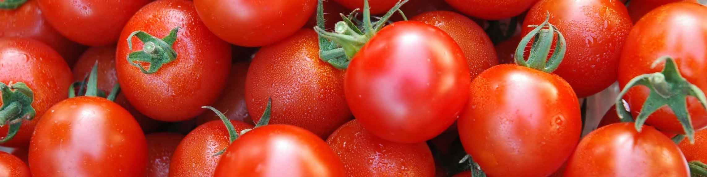 آغاز عرضه گوجه ۱۱ هزار تومانی در میادین میوه و تره‌بار تهران
