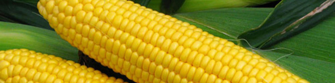 افزایش ۱۱ درصدی سطح زیر کشت ذرت