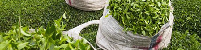 نابودی ۹۰ درصدی مزارع چای مازندران