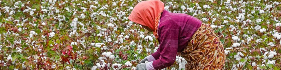 افزایش ۱۶ درصدی میزان سطح زیر کشت پنبه