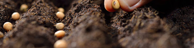 هشدار درباره مشکلات احتمالی تامین بذر محصولات اساسی/ خطر افتادن بازار بذر به دست دلالان