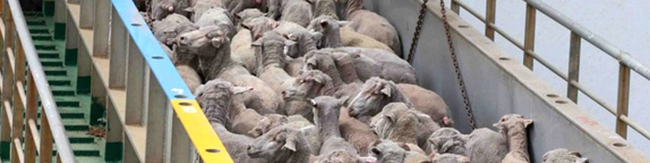 زنگ خطر درباره کشتار دام‌های سبک