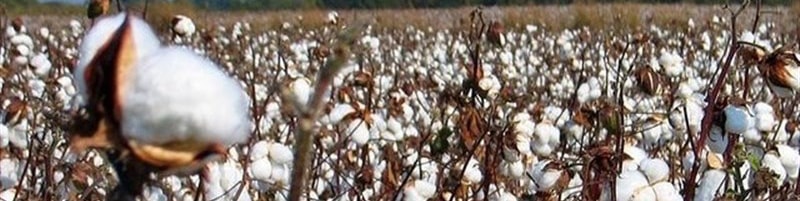 واردات ۱۰۰ هزار تن پنبه برای صنایع نساجی/ جایگزینی کشت پنبه با شالی به خاطر سودآوری!