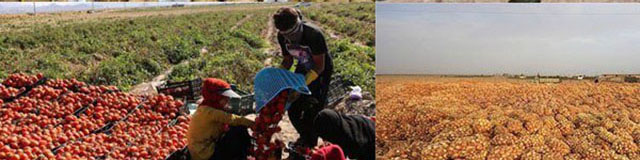 دپوی سیب زمینی، قیمت را بالا برد/ افت ۵۰ درصدی نرخ زنجبیل در بازار