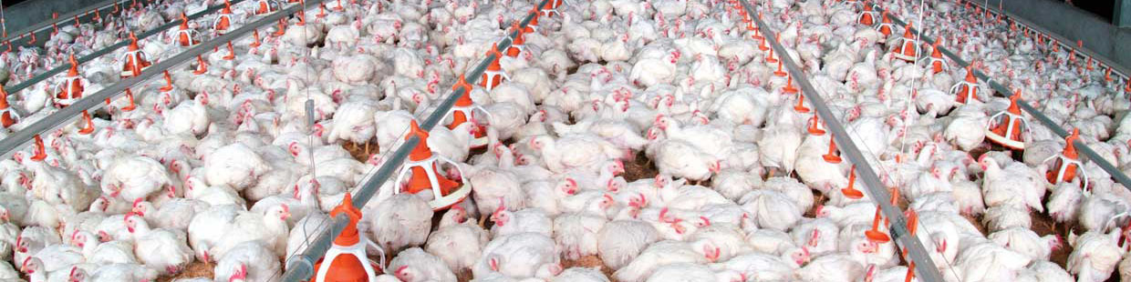 قیمت مرغ با ارز ۴۲۰۰ تومانی باید ۱۲ هزار تومان می‌شد