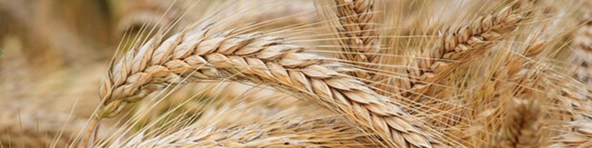 جنگ یادآور ضرورت خودکفایی گندم