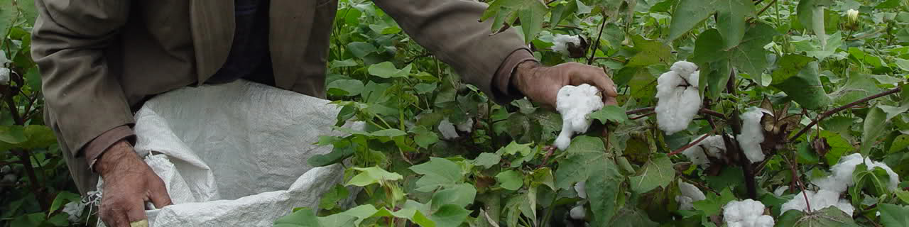 مصوبه حمایت از تولید داخلی و توسعه و تکمیل زنجیره تامین محصول پنبه ابلاغ شد