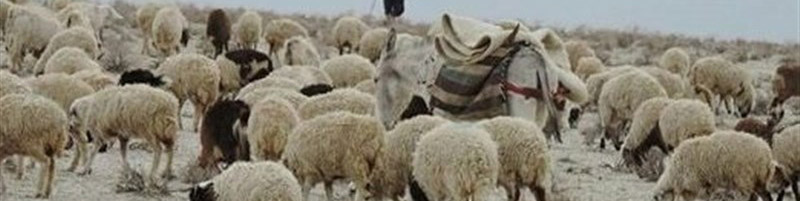بازار بی‌رمق گوشت قرمز در آستانه عید نوروز/تأخیر در تامین نهاده برابر با نبود نهاده است