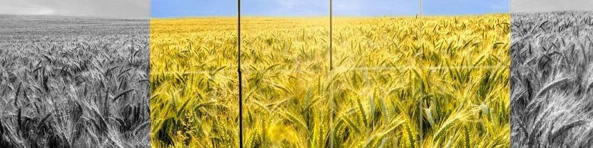 نظام سرمایه‌داری عامل اصلی بروز بحران غذا در جهان است