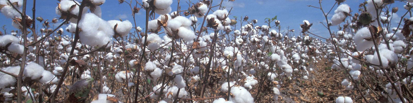 واردات حداقل ۱۰۰ هزار تن پنبه در سال/ قیمت پنبه تابع نرخ‌های جهانی است